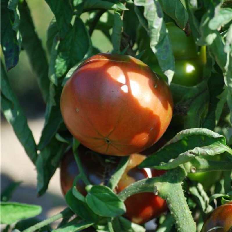 http://www.fermedesaintemarthe.com/I-Grande-4710-tomate-noire-de-crimee-ab.aspx