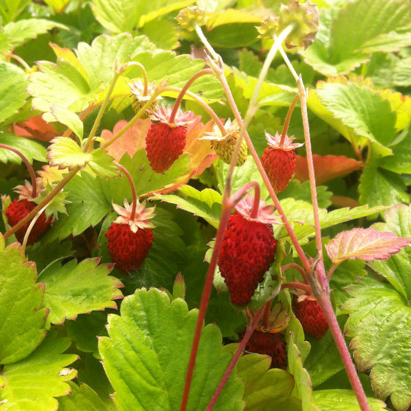 fraise sauvage I-Grande-8560-fraisier-reine-des-vallees-ab