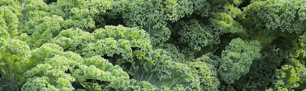 Chou kale
