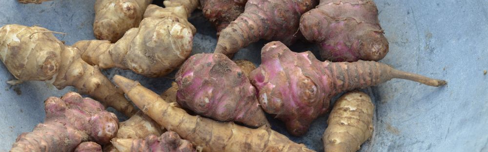 topinambour variés