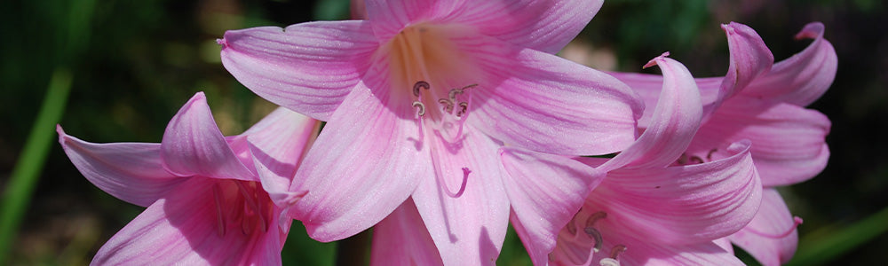 Amaryllis