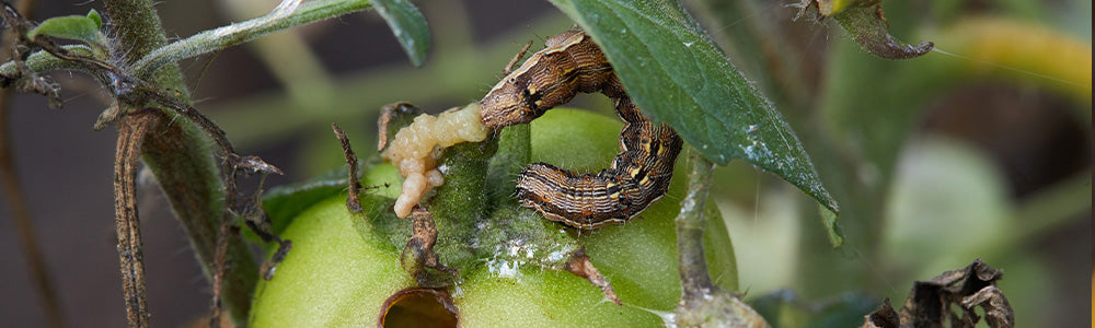 Noctuelle
