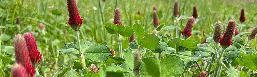 TREFLE INCARNAT ANNUEM BOITE | Les jardins 2 demain TREFLE INCARNAT ANNUEM BOITE | Les jardins 2 demain