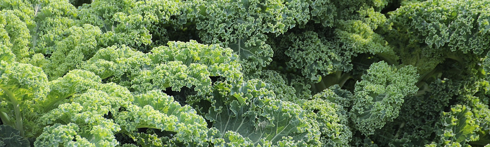 Chou kale