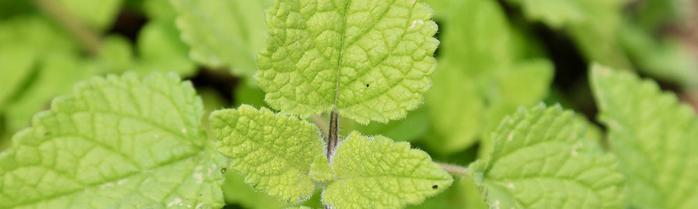 mélisse