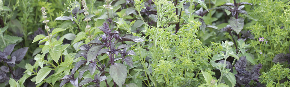 plantes anti moustiques