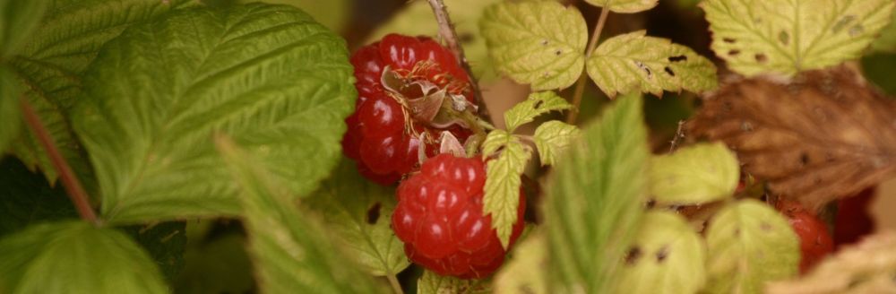 framboises