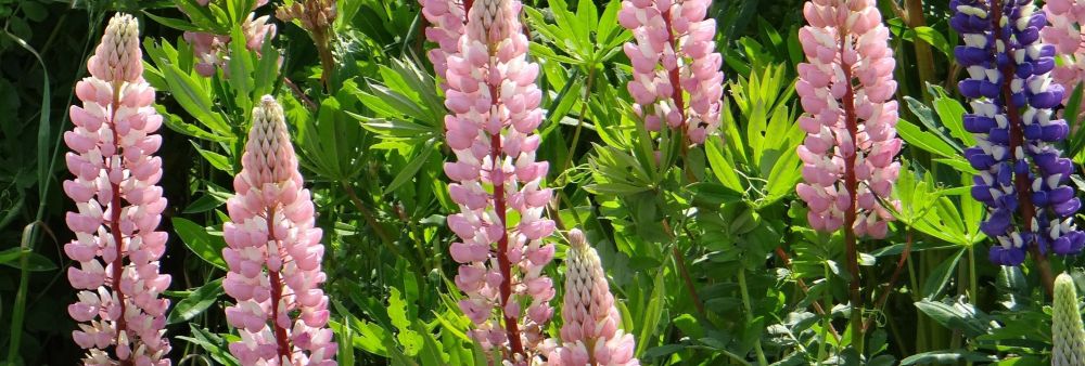lupin