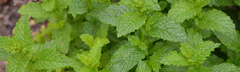 menthe