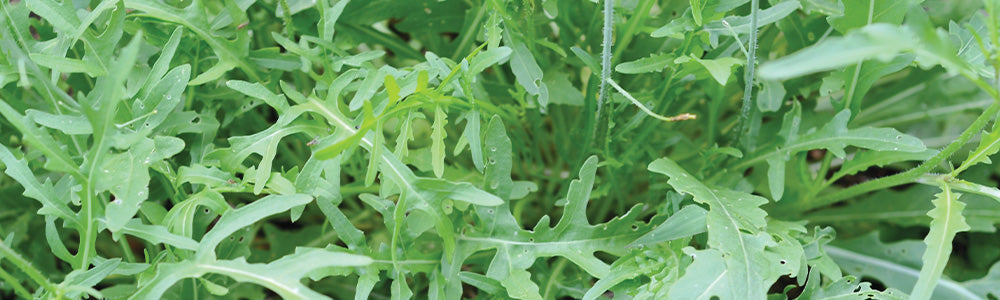 Roquette
