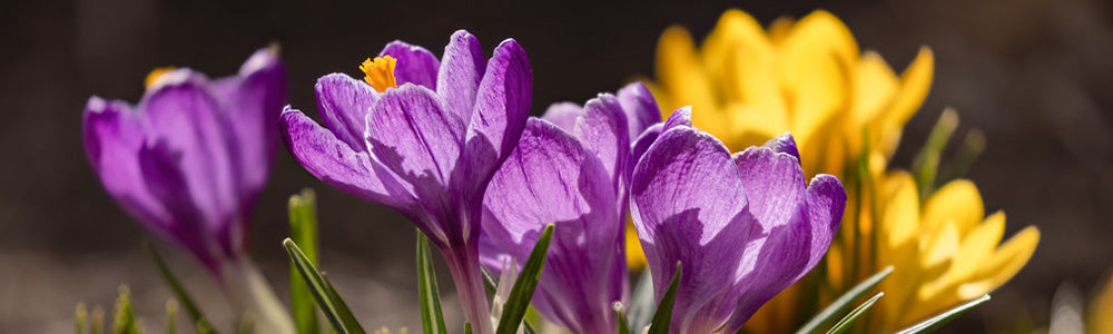 Crocus
