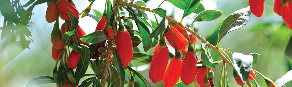 Goji