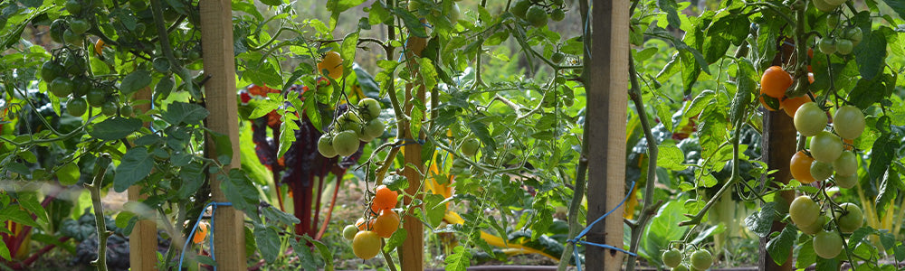 Tomates