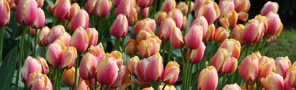 Tulipe