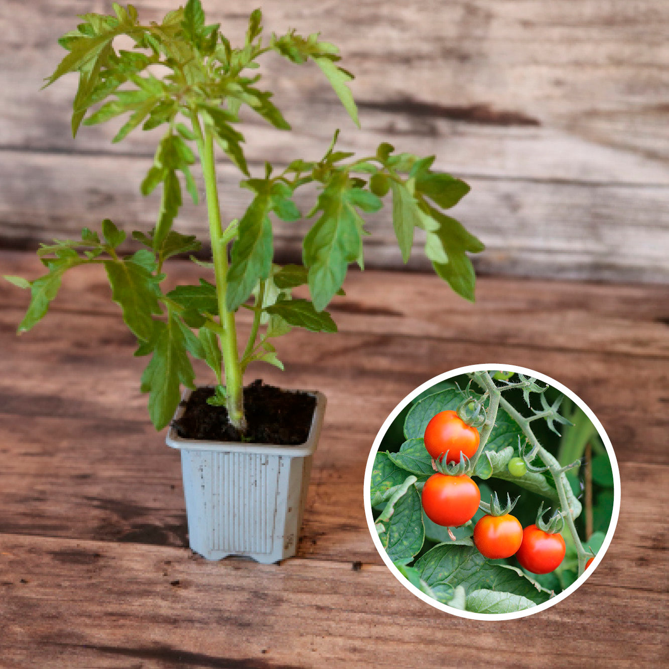 TOMATE CERISE PLANT AB