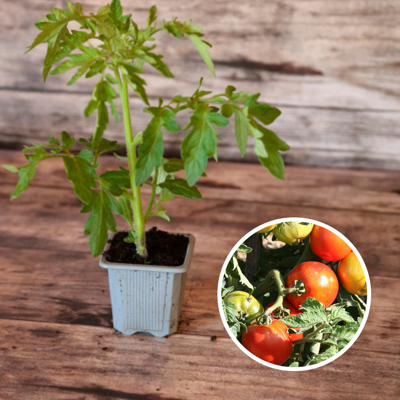TOMATO JOY OF THE TABLE PLANT AB