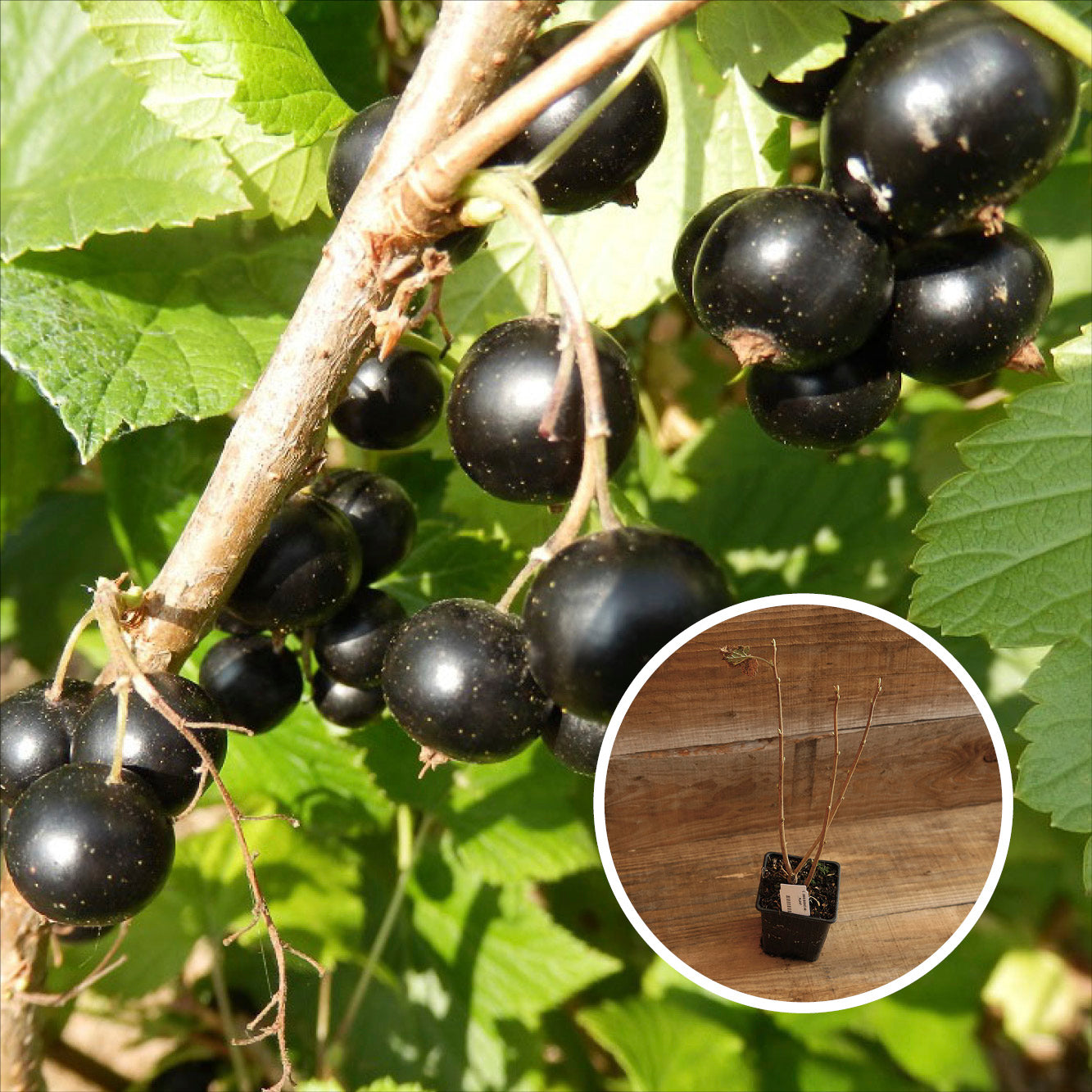 CASSIS NOIR ANDEGA AB - PLANT