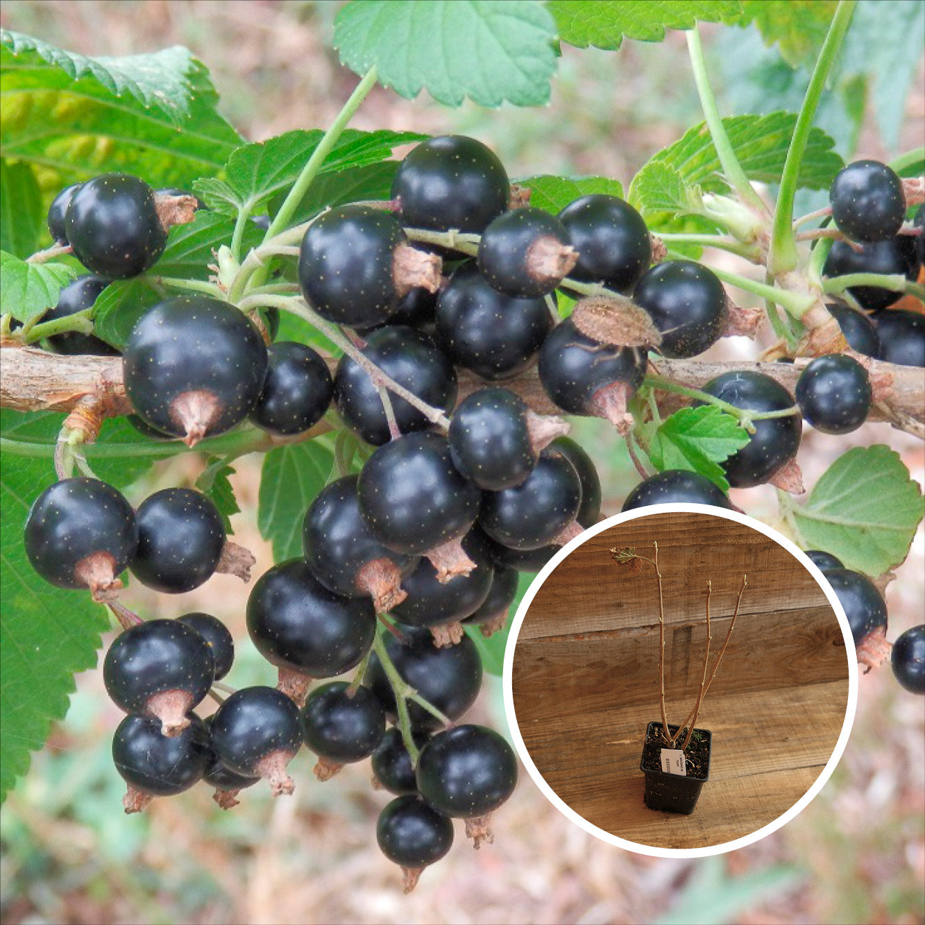 CASSIS NOIR DE BOURGOGNE AB - PLANT