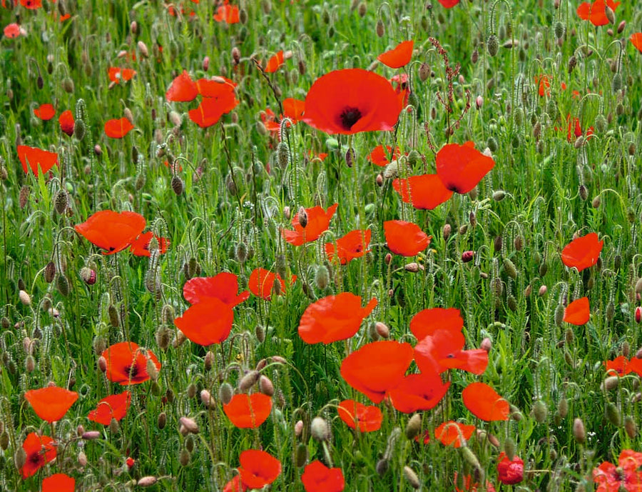 Coquelicot