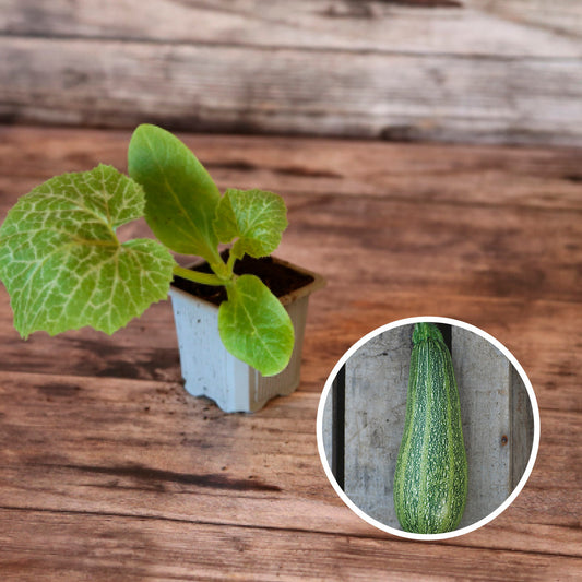 COURGETTE GRISETTE DE PROVENCE AB - PLANT