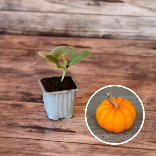 COURGE JACK BE LITTLE AB - PLANT