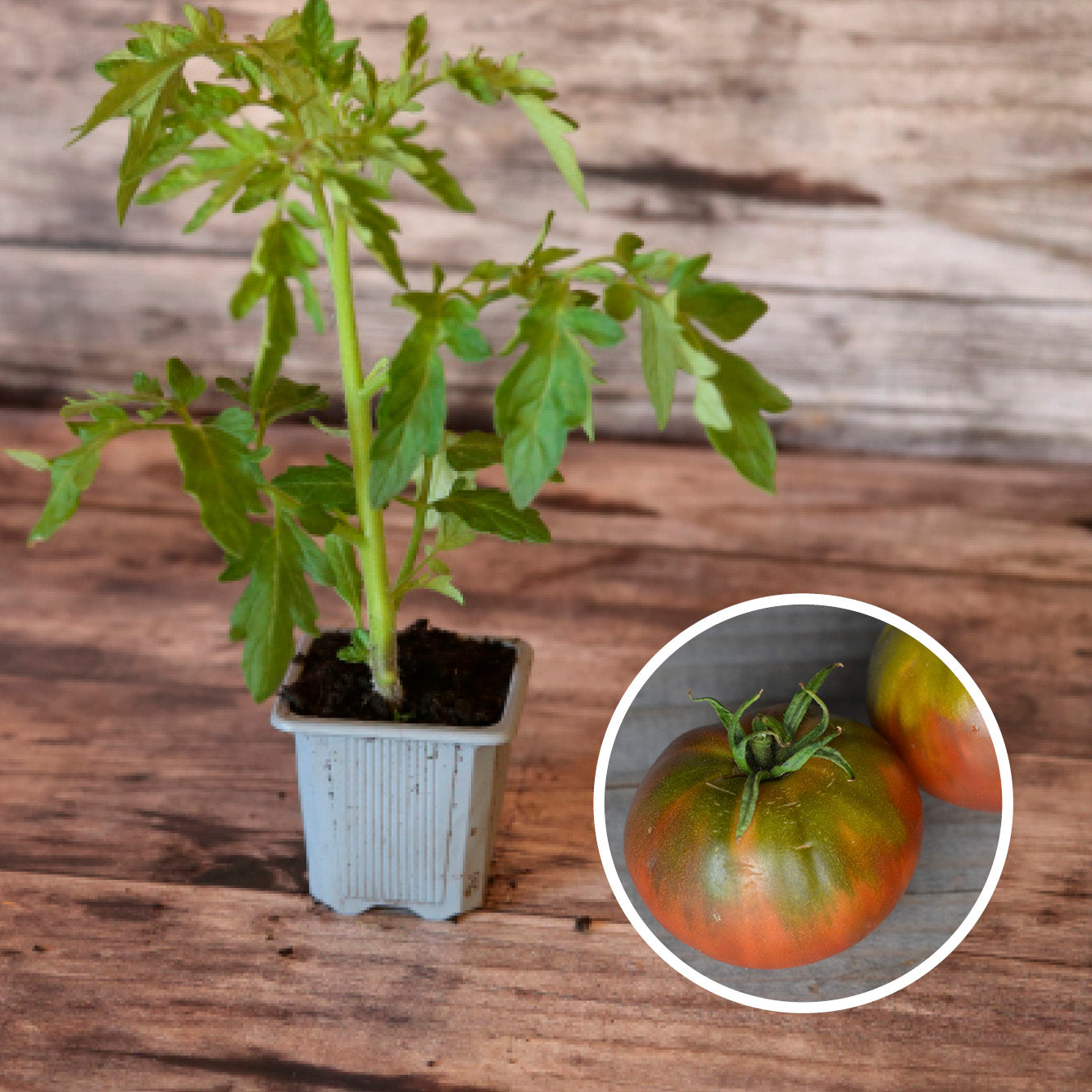 TOMATO BLACK SEA MAN PLANT AB