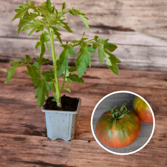 TOMATE BLACK SEA MAN PLANT AB