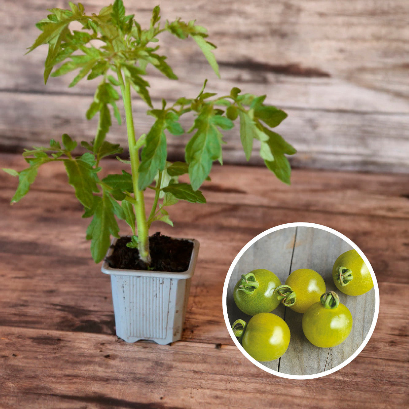 TOMATE GREEN DOCTOR'S FROSTED PLANT AB