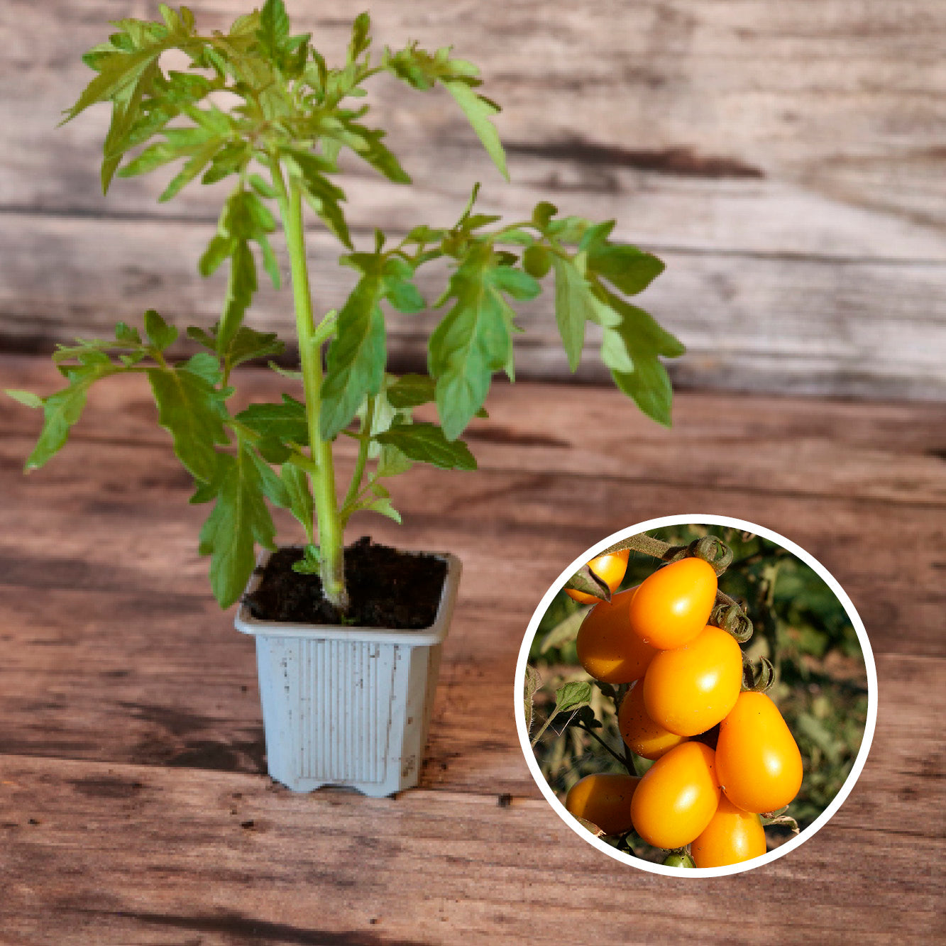 TOMATE CERISE POIRE JAUNE PLANT AB