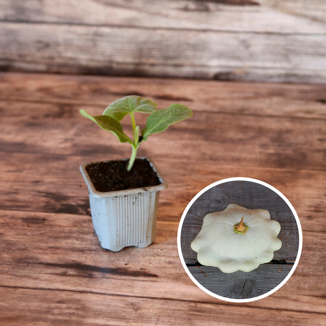 COURGE PATISSON BLANC AB - PLANT