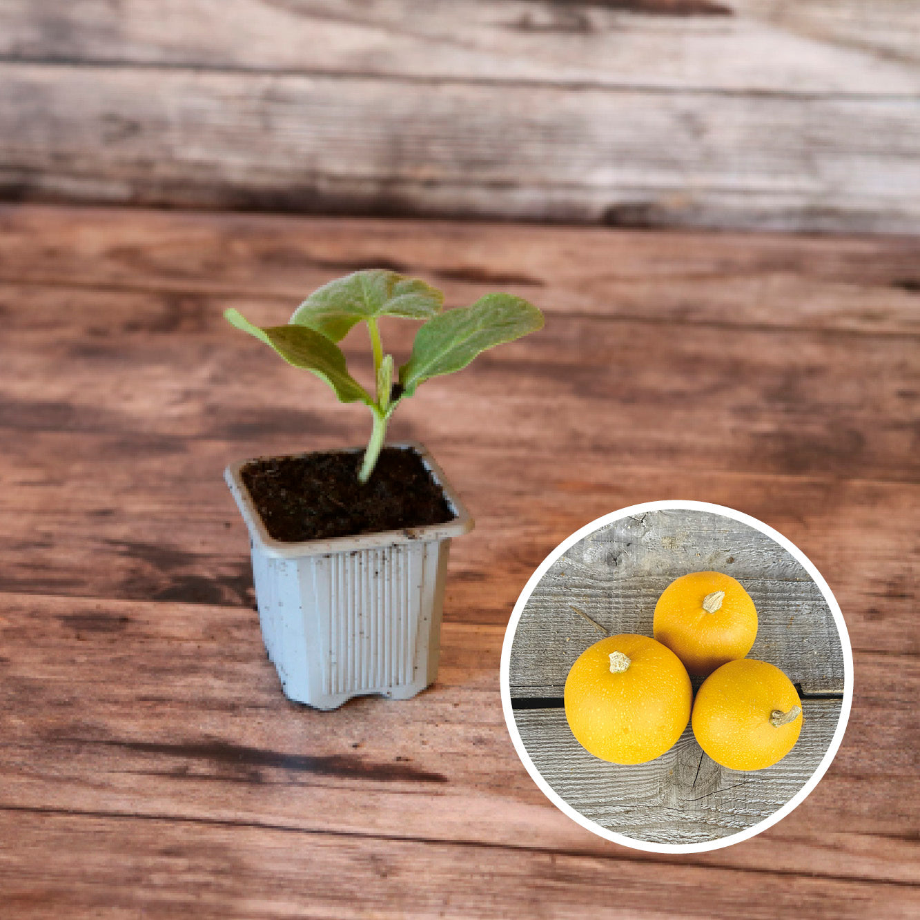 COURGE POMME D'OR AB - PLANT