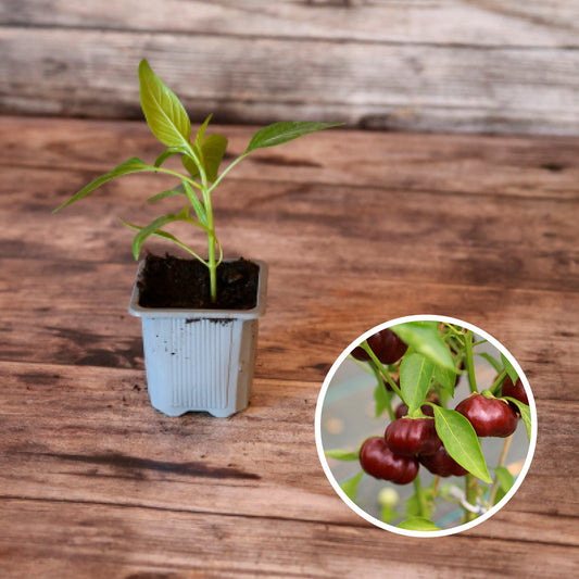 POIVRON MINI CHOCOLATE BELL AB - PLANT
