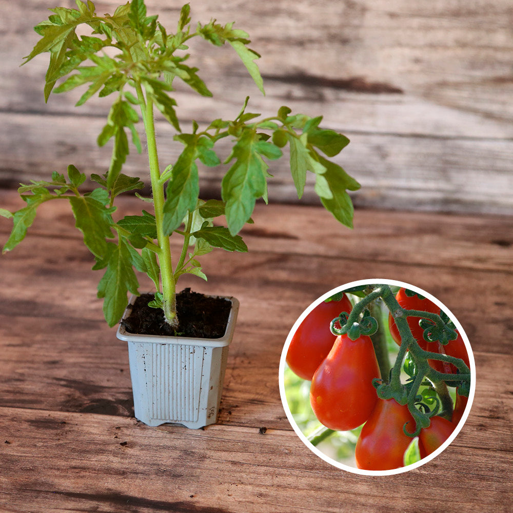 TOMATE POIRE ROUGE PLANT AB