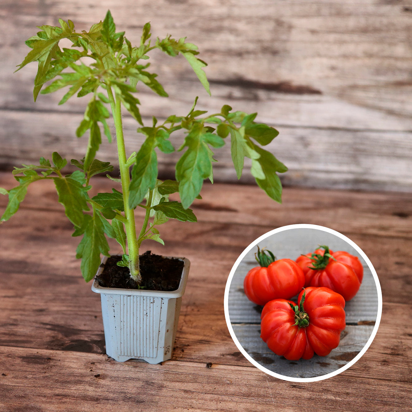 TOMATE COSTOLUO GENOVESE AB - PLANT