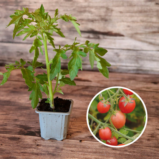 TOMATE DITMARSHER'S SUSPENSION AB - PLANT