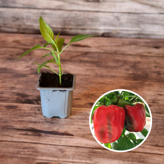 POIVRON CALIFORNIA WONDER AB - PLANT