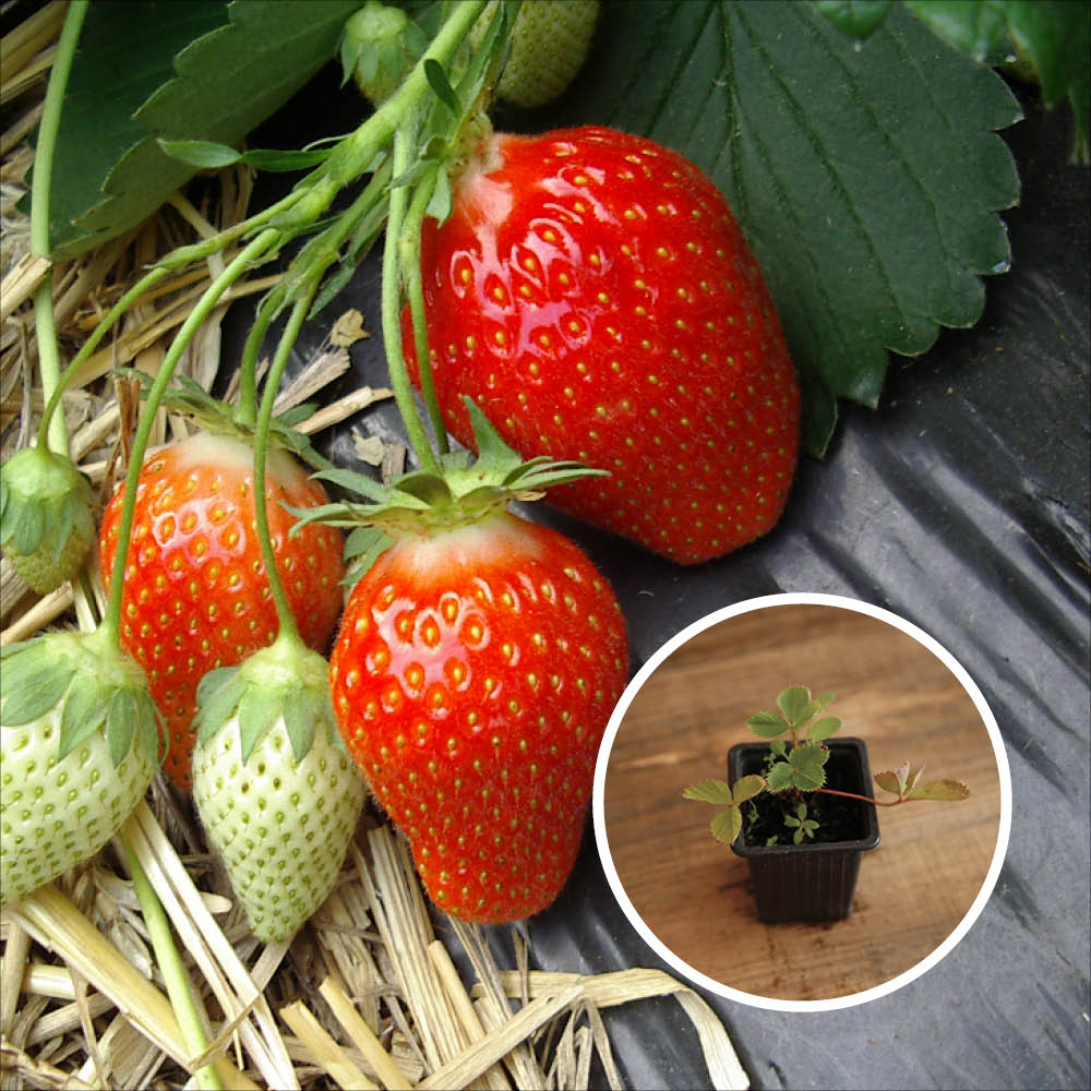 ERDBEERE CIFLORETTE AB - PFLANZE
