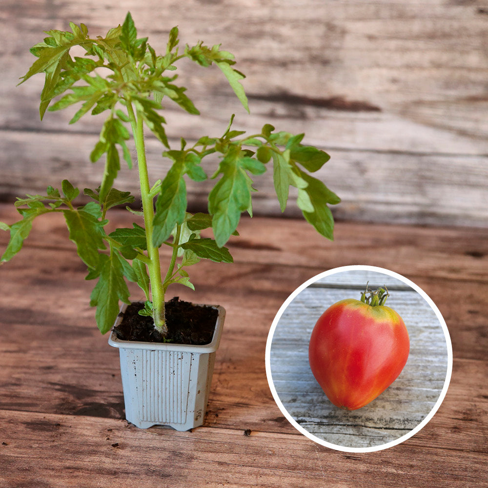 TOMATE GERMAN RED STRAWBERRY AB - PLANT