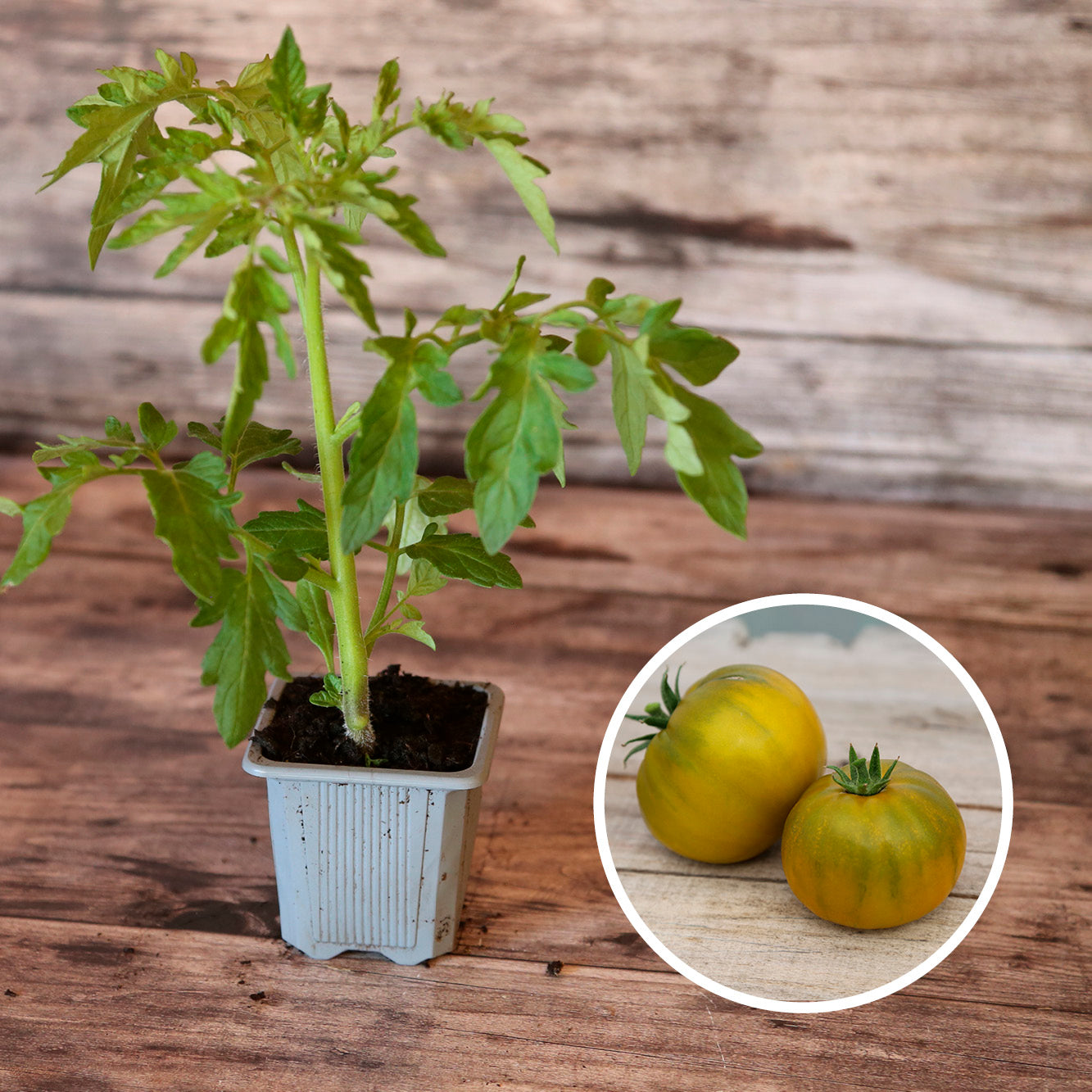 TOMATE GREEN PINEAPPLE AB - PLANT