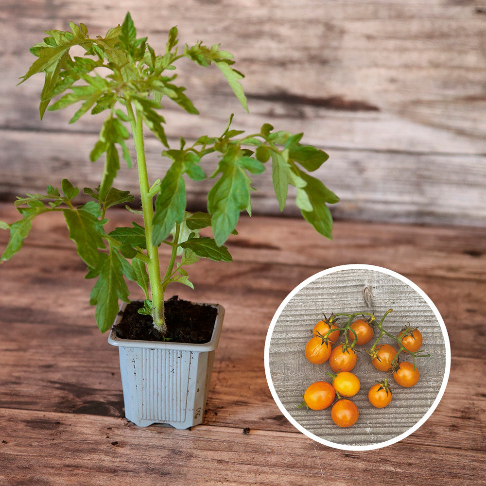 TOMATE GOLD NUGGET AB - PLANT