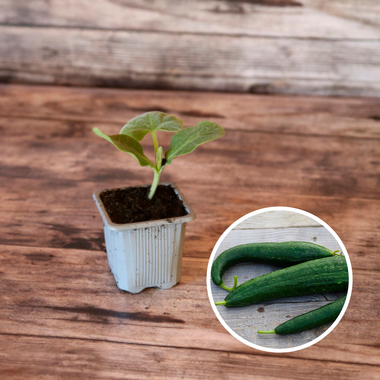 COURGE EPONGE LUFFA AB - PLANT