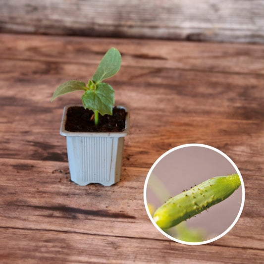 CORNICHON VERT FIN DE MEAUX AB - PLANT