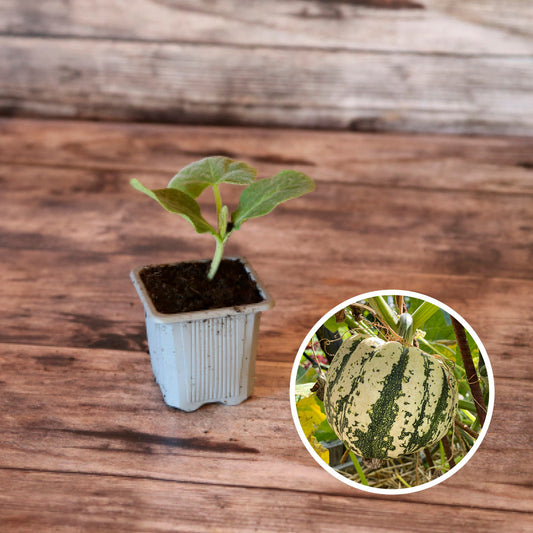 COURGE SWEET DUMPLING PATIDOU AB - PLANT