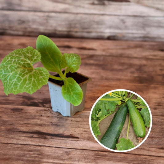 COURGETTE VERTE NON COUREUSE DES MARAICHERS AB - PLANT