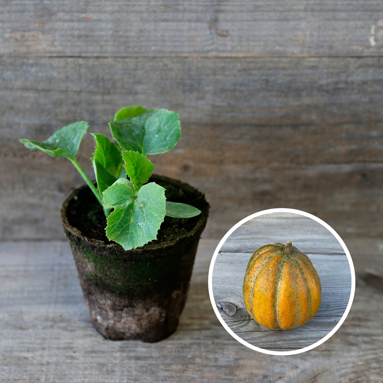 MELON OGEN AB - PLANT