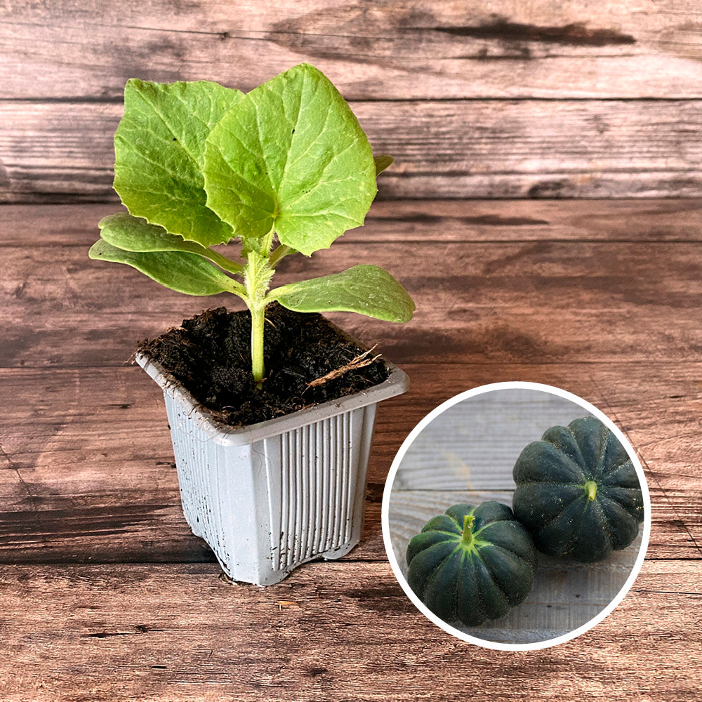 MELON NOIR DES CARMES AB - PLANT