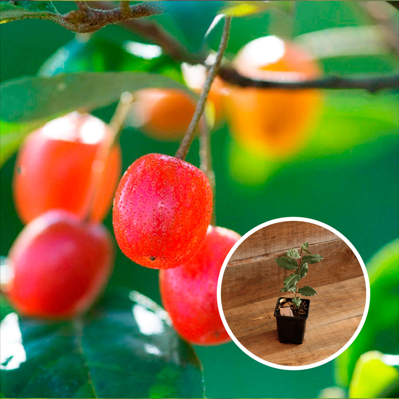 GOUMI DU JAPON AB - PLANT