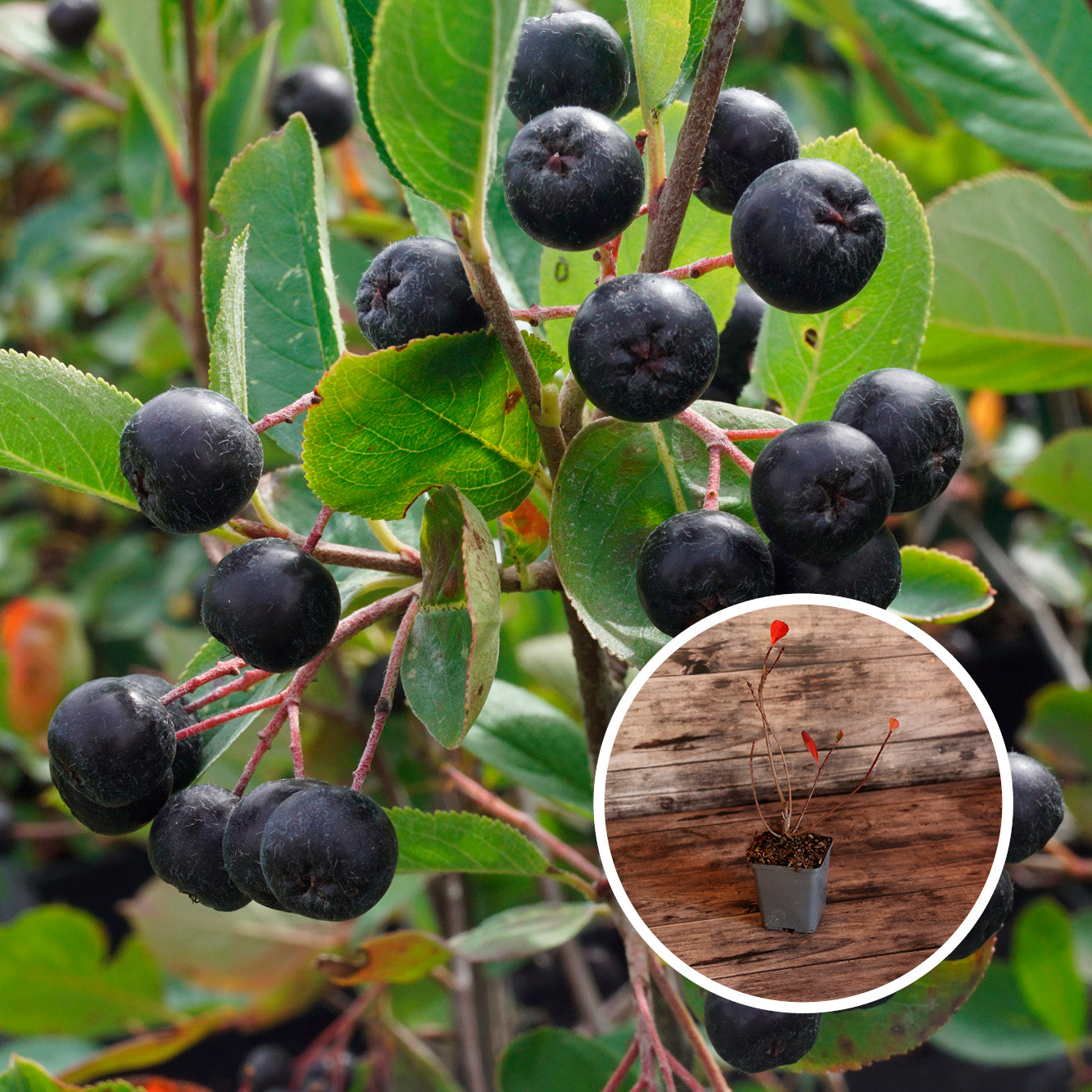 ARONIA AB - PLANT