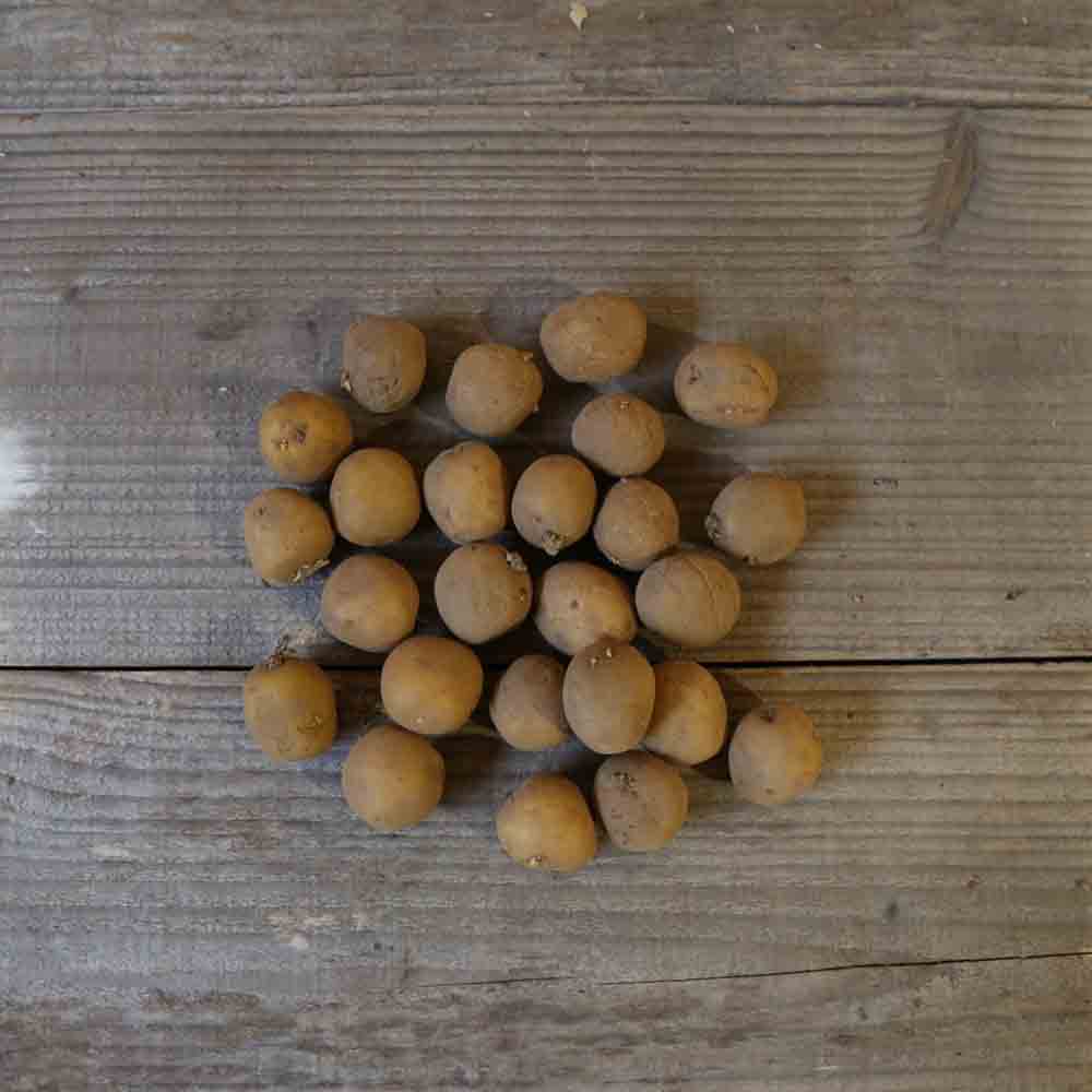 POMME DE TERRE GRIOTTE® (Variété Jacky) NT