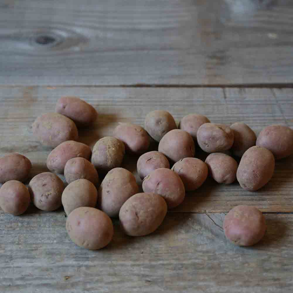 KARTOFFELKAMEL NT